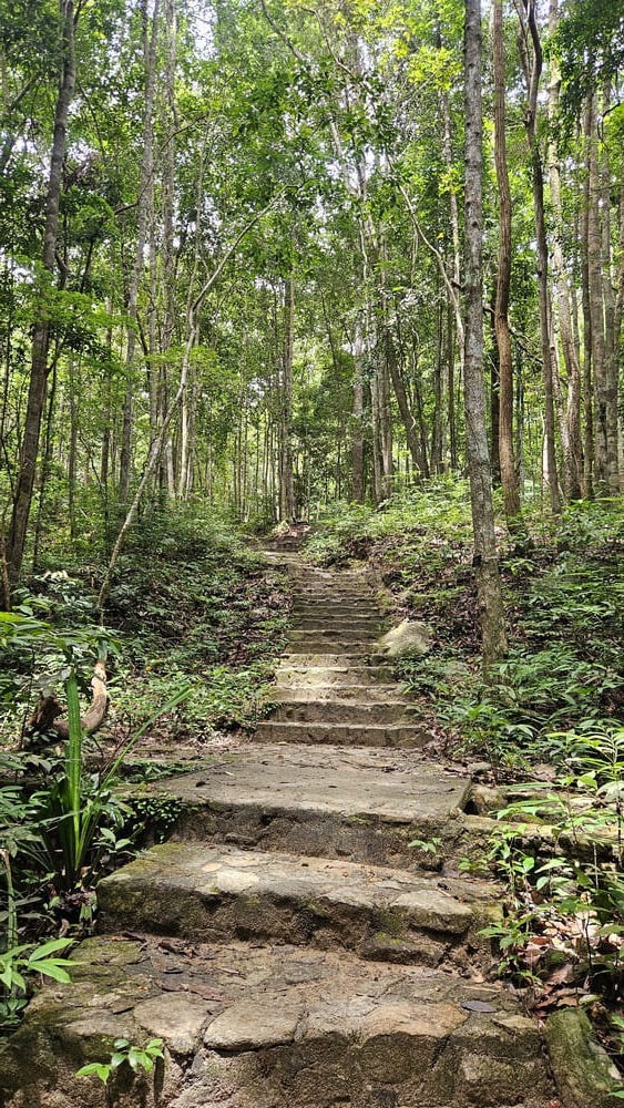 stairs in a hike in nature in the jungle