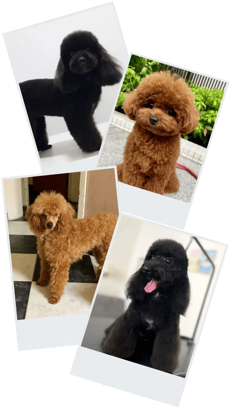 Caniche Toy negro y Marron, en fotos polaroid, en collage de imagenes