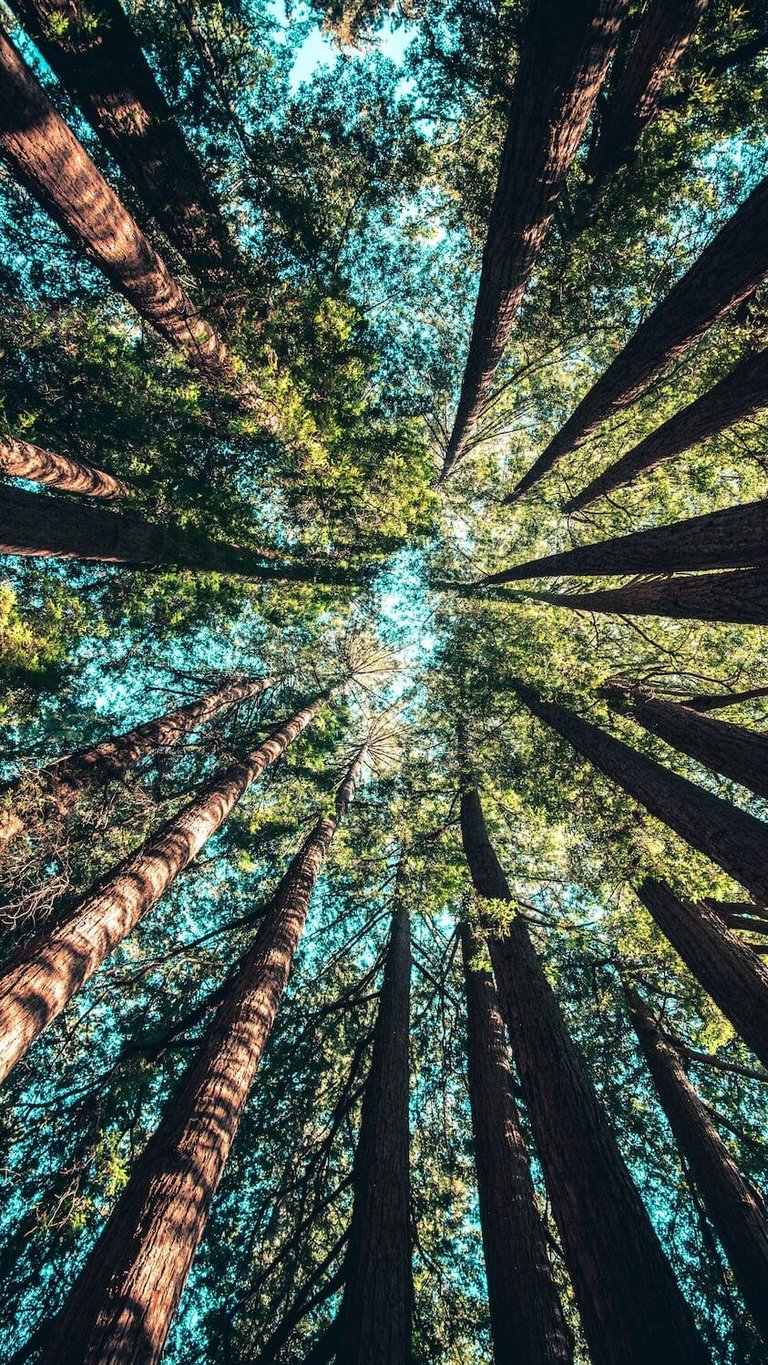 trees in monterey california