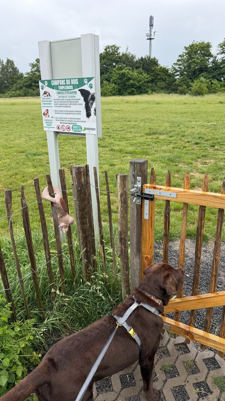 Chien en balade dans un parc, accompagné par Tibaldo, service de promenade de chien Caniparc Templemars