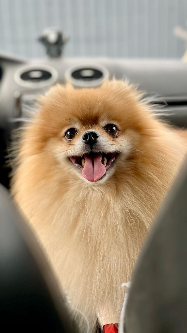 pomerania argentina buenos aires venta