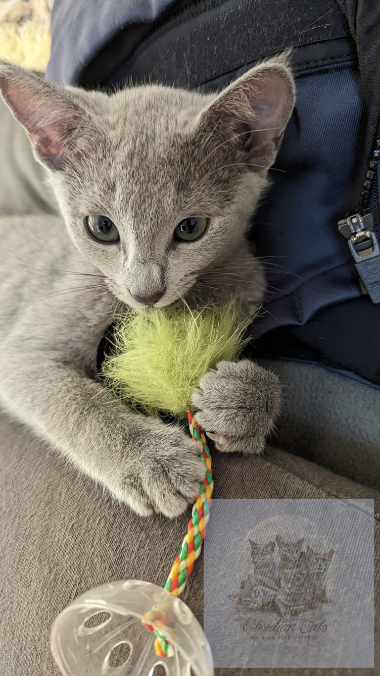 chaton bleu russe obsidian cats France