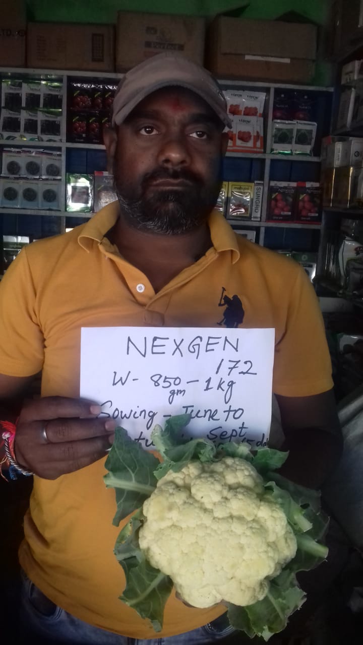 A farmer displays a fresh Nexgen 172 cauliflower variety with an informational sign in an agriculture shop.