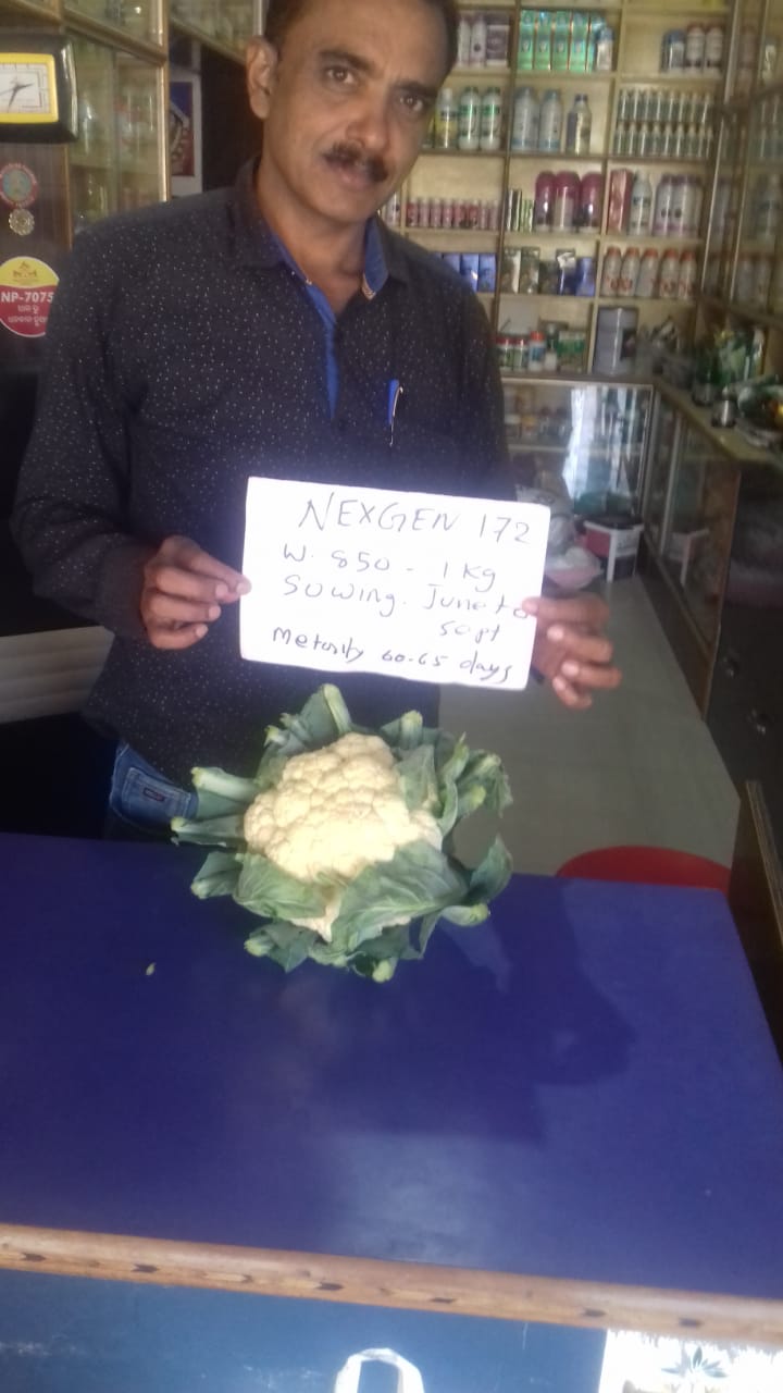 A shopkeeper displays a fresh Nexgen 172 cauliflower variety with an informational seed variety sign.