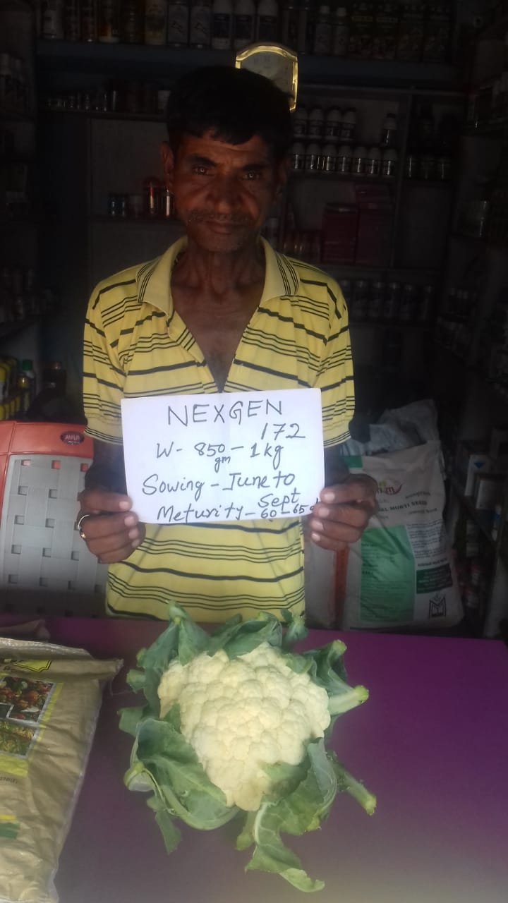 Farmer holding Nexgen 172 cauliflower variety specifications next to a fresh cauliflower head.