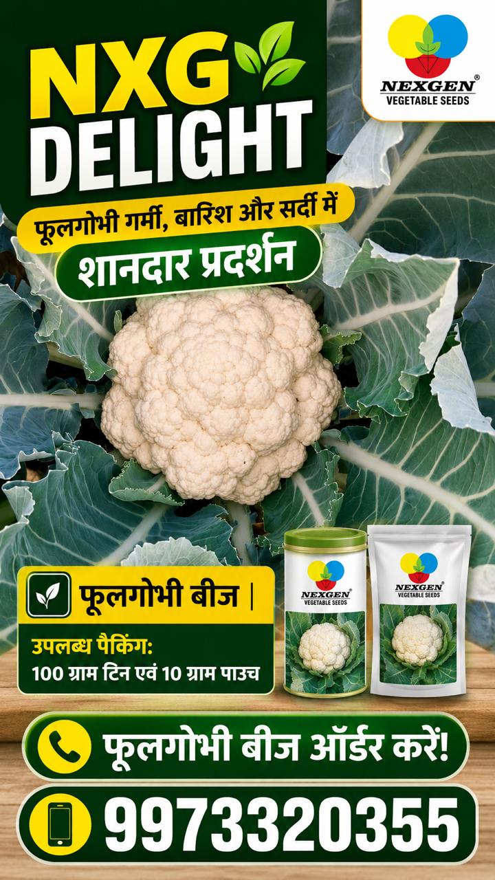 Nexgen NXG Delight cauliflower seeds advertisement featuring high-quality white cauliflower and seed packaging.