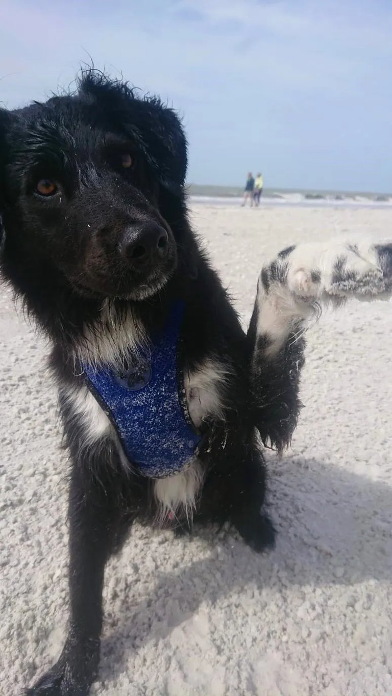 a dog sitting on a sandy beach with a blue bandanna 