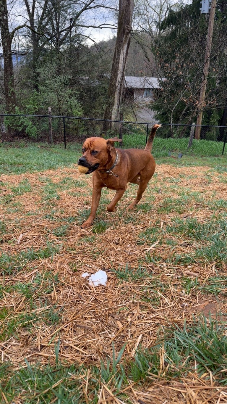 dog running with a ball in his mouth