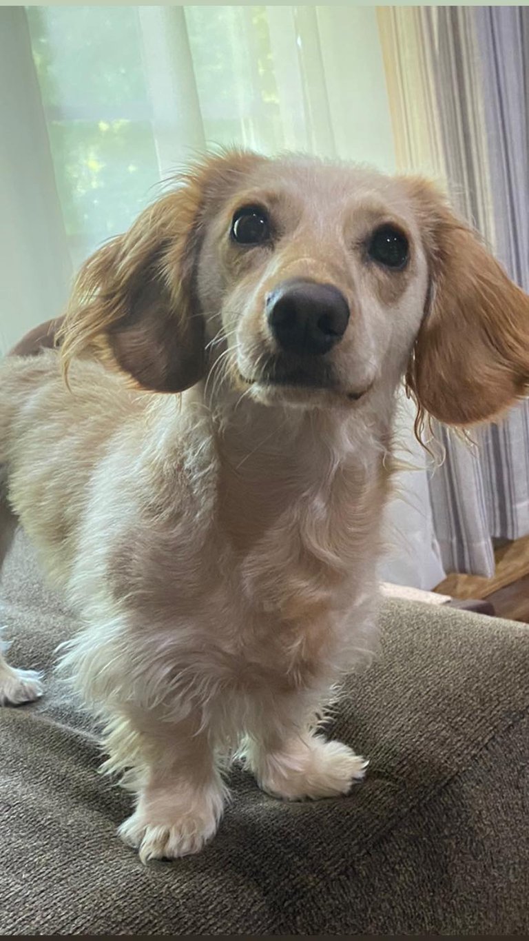 a dachshund is standing on a couch