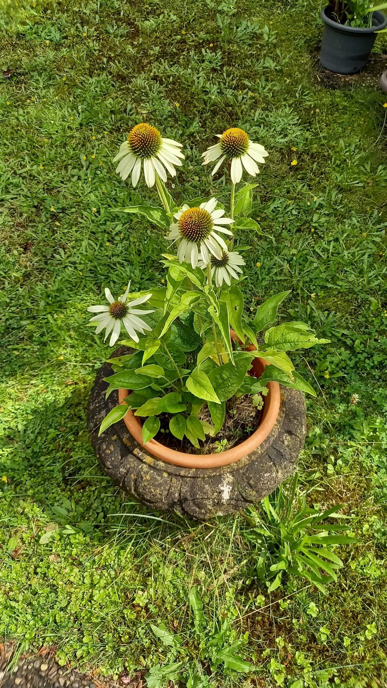 multiple white August flowering plants
