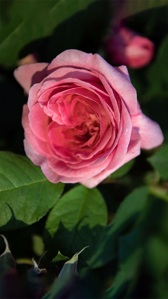a pink rose in blooming on a plant - Chameleon Garden Perfumery