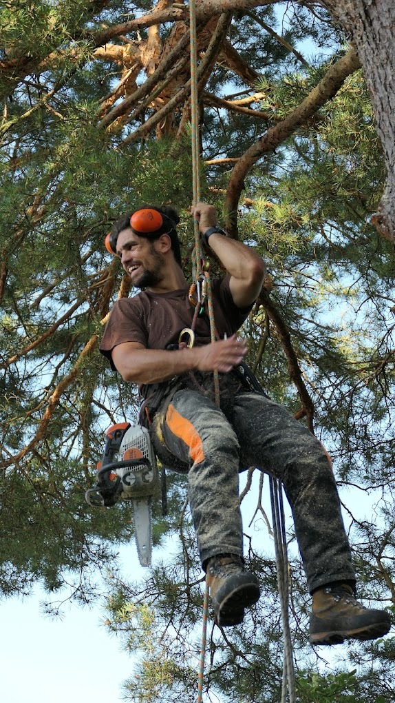 arboriste grimpeur suspendu à un arbre 