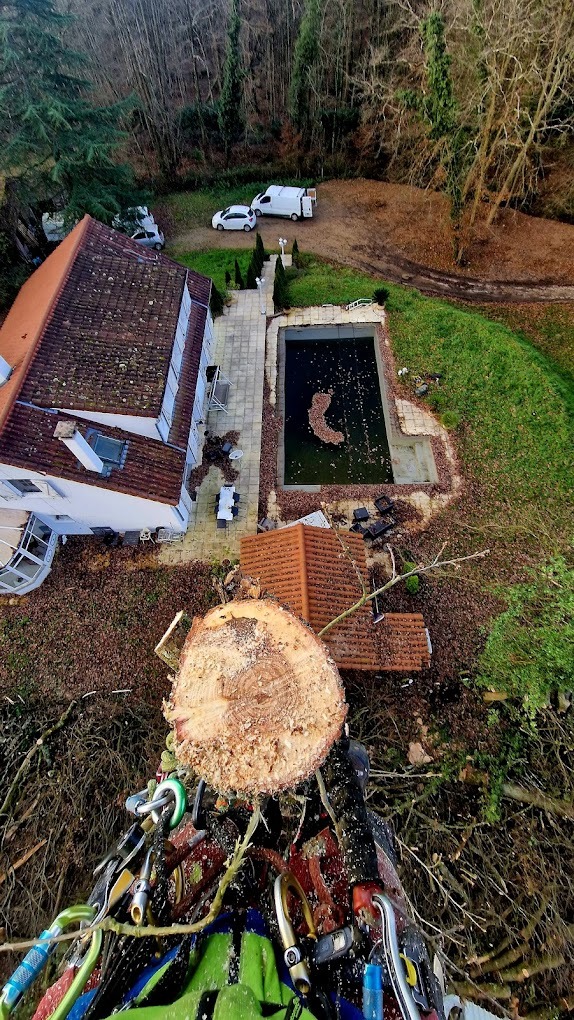 arboriste grimpeur élaguant un arbre depuis sa cime