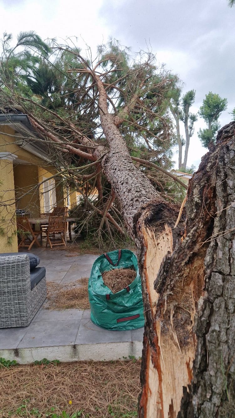 Pin parasol écrasé sur une maison
