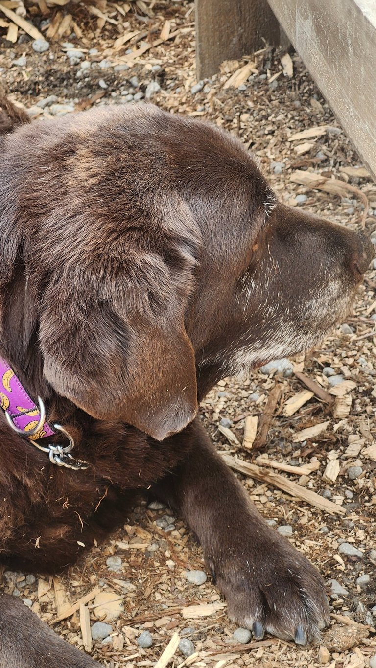 A senior chocolate Labrador retriever dog with a grey muzzle resting on wood chips outdoors.