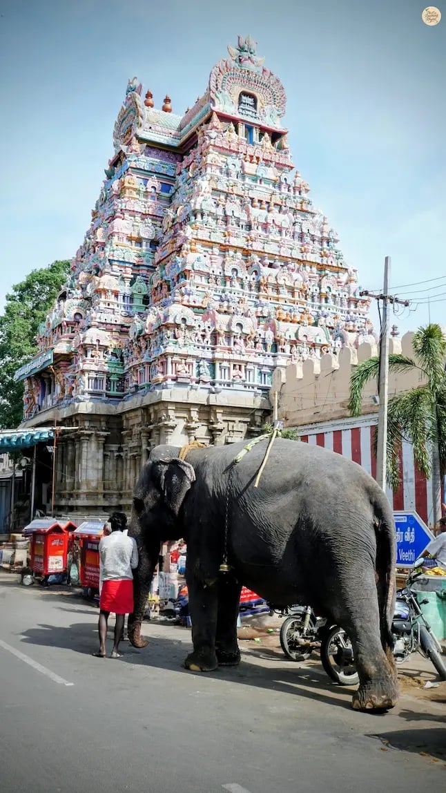 Sacred temple elephant at Sri Ranganathaswamy Temple, Srirangam, ready to bless devotees with its trunk.