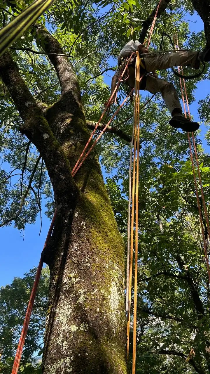 installation du matériel dans un frêne