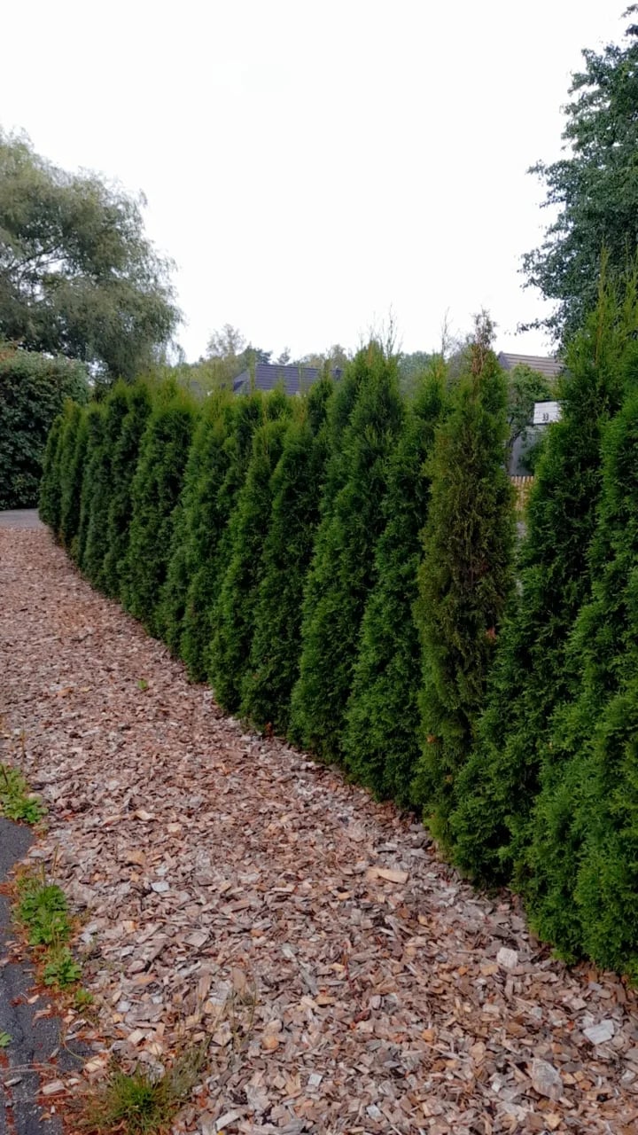 Häckplantering täby