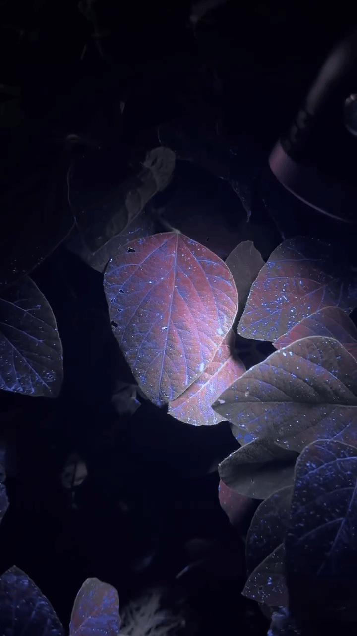 Aplicação da tecnologia Unit - Brillium + Lanterna AgroVision