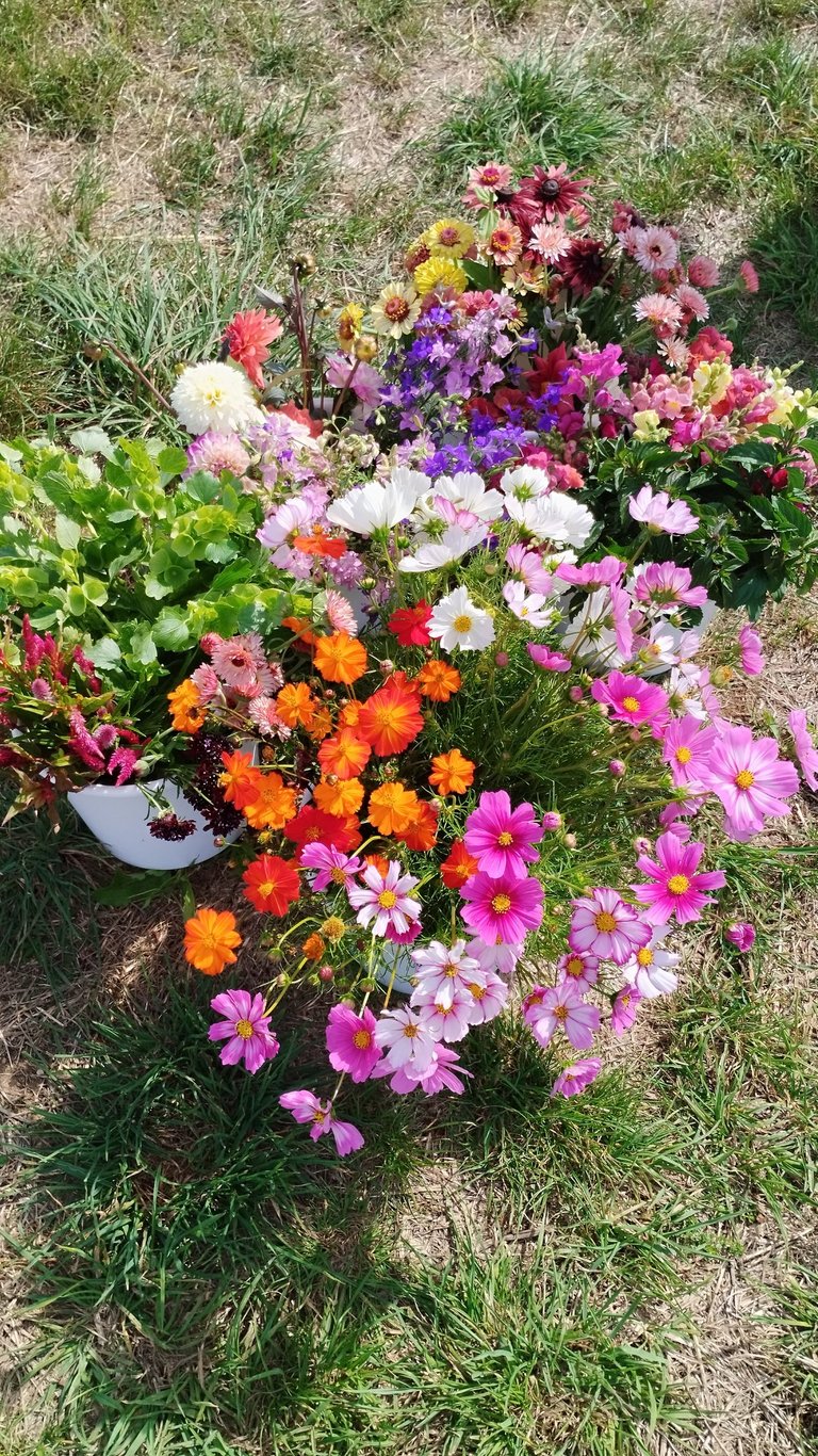 seaux de fleurs fraîches été jardins d'adonis