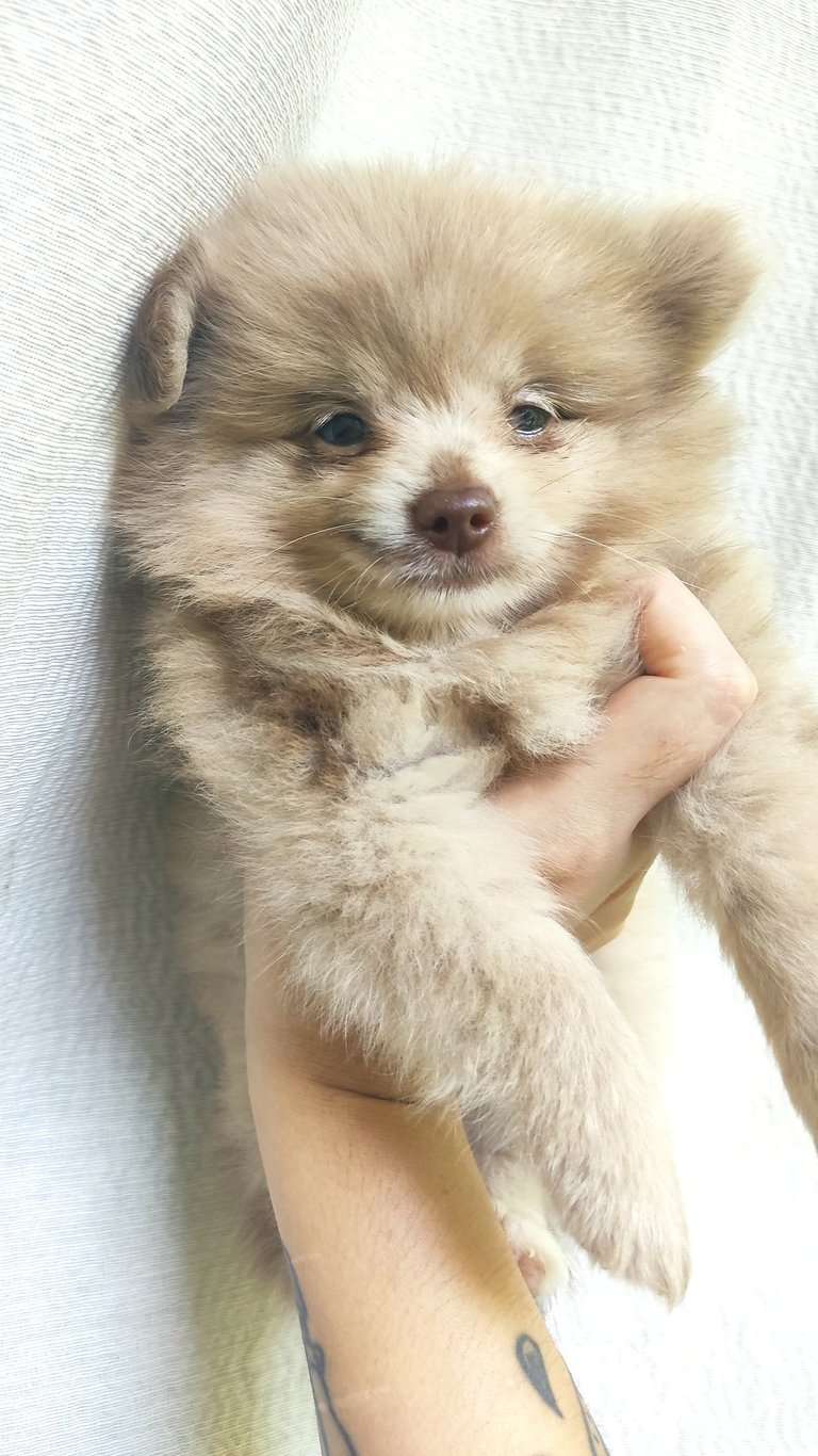 criadero de cachorros pomerania en argentina