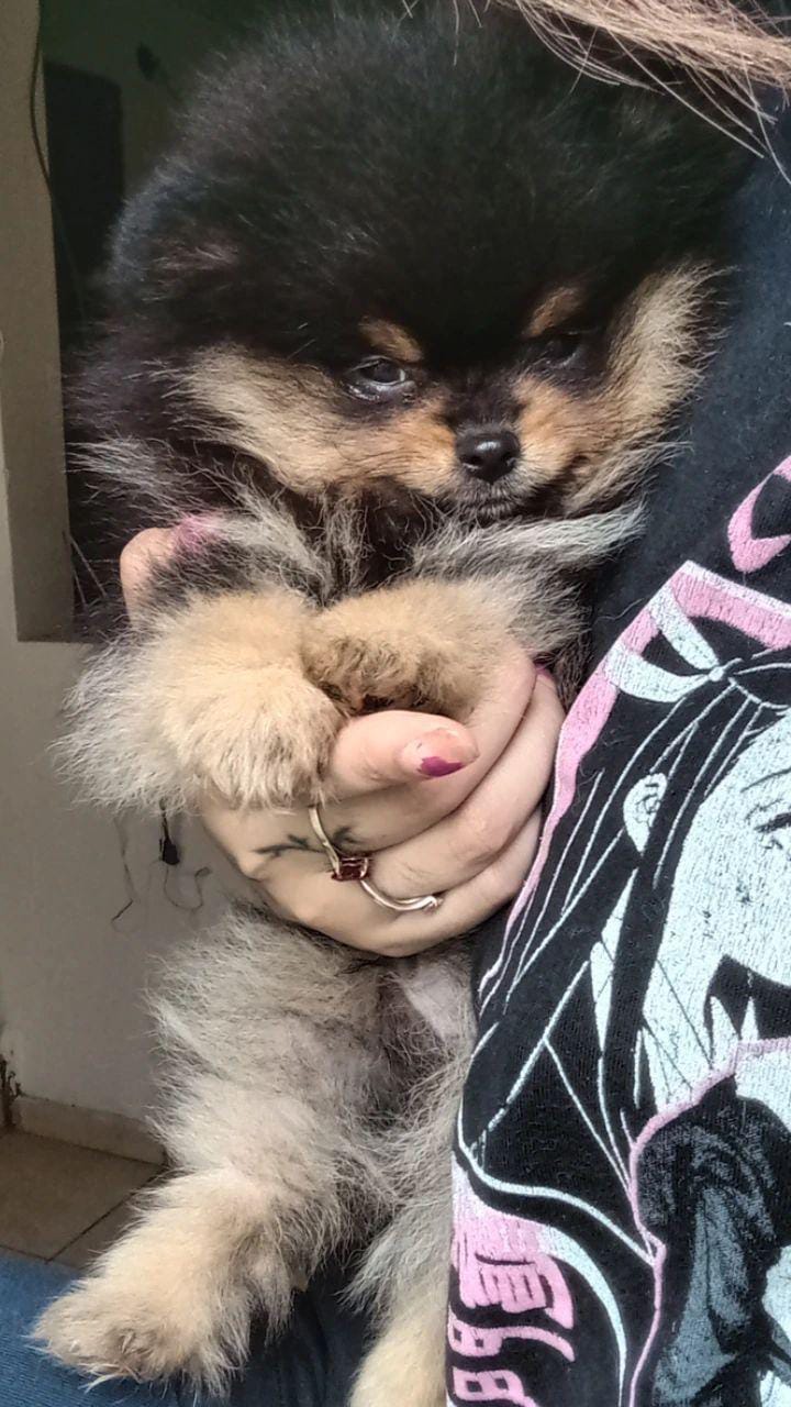 criadero pomerania buenos aires
