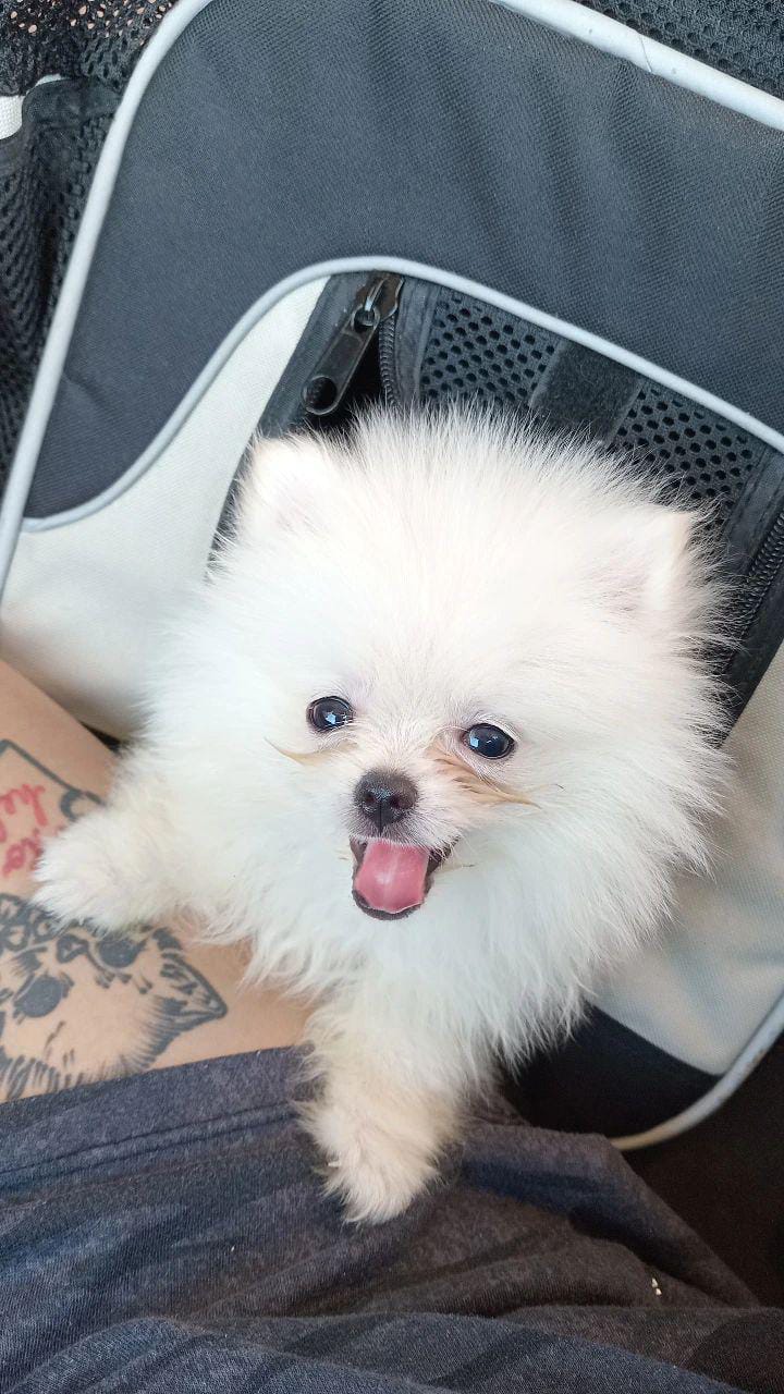 cachorro pomerania en venta buenos aires
