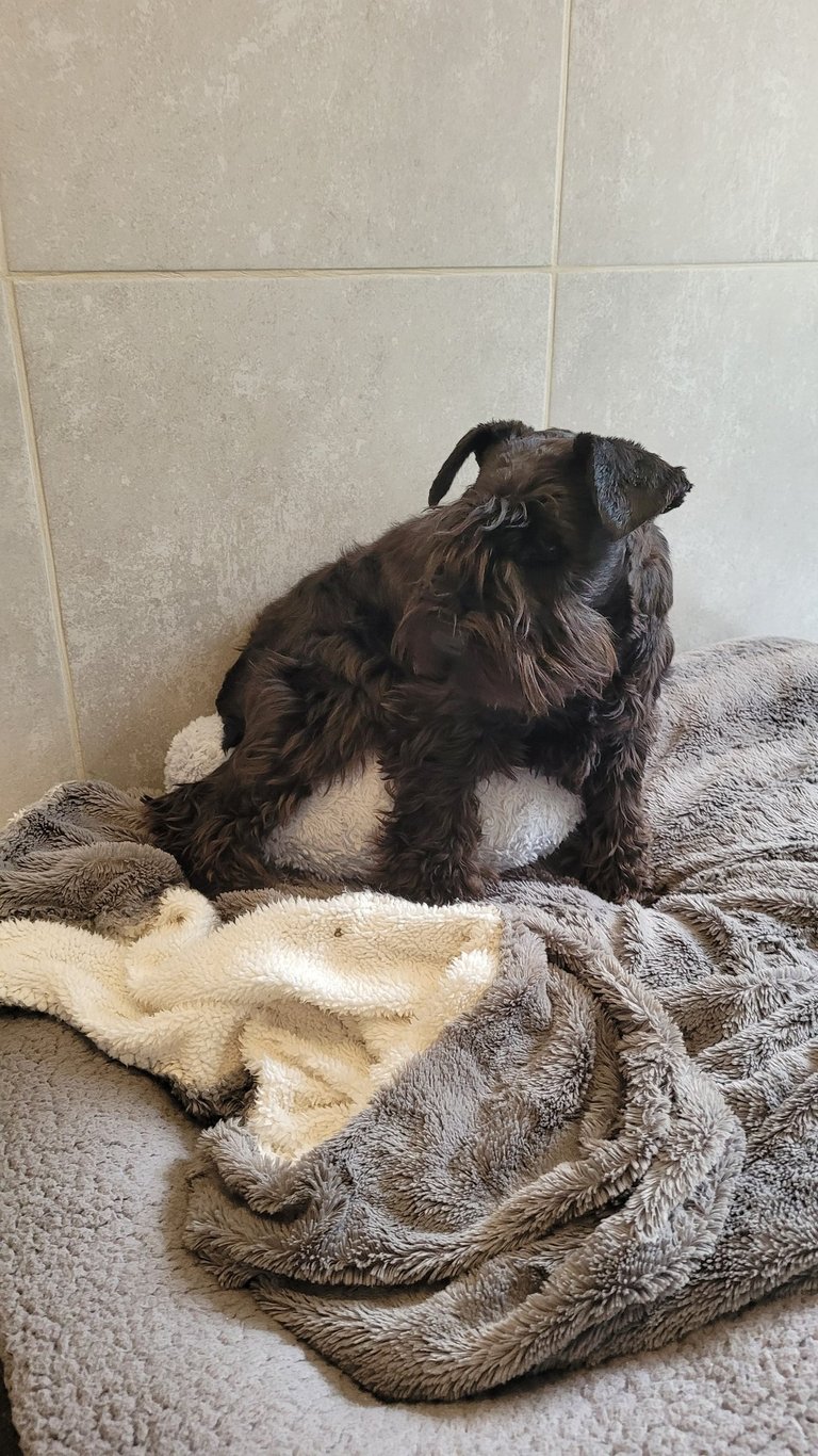 femelle schnauzer qui est attentive