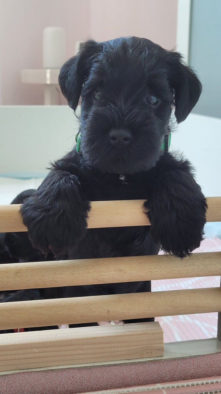 Chiot Schnauzer dans le nid