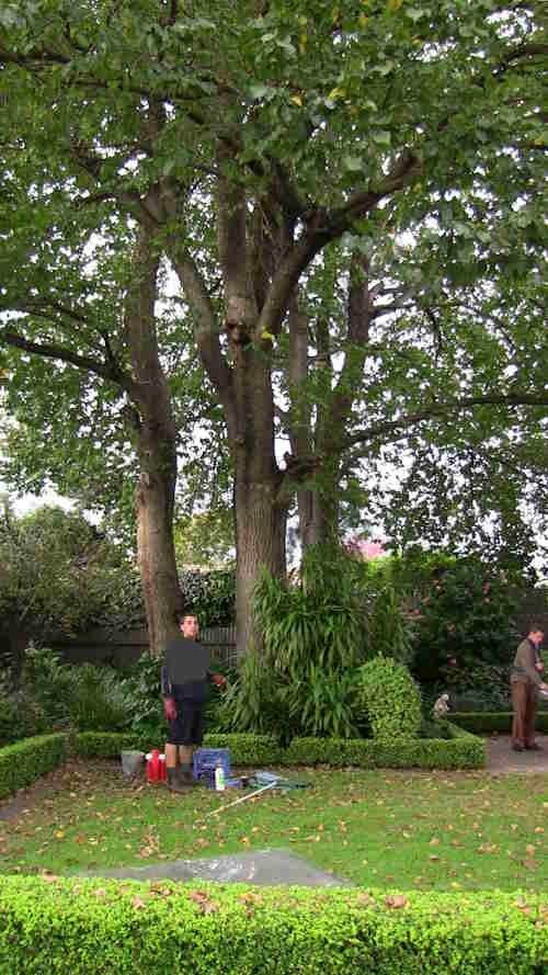 Herriman elm first treated 2013