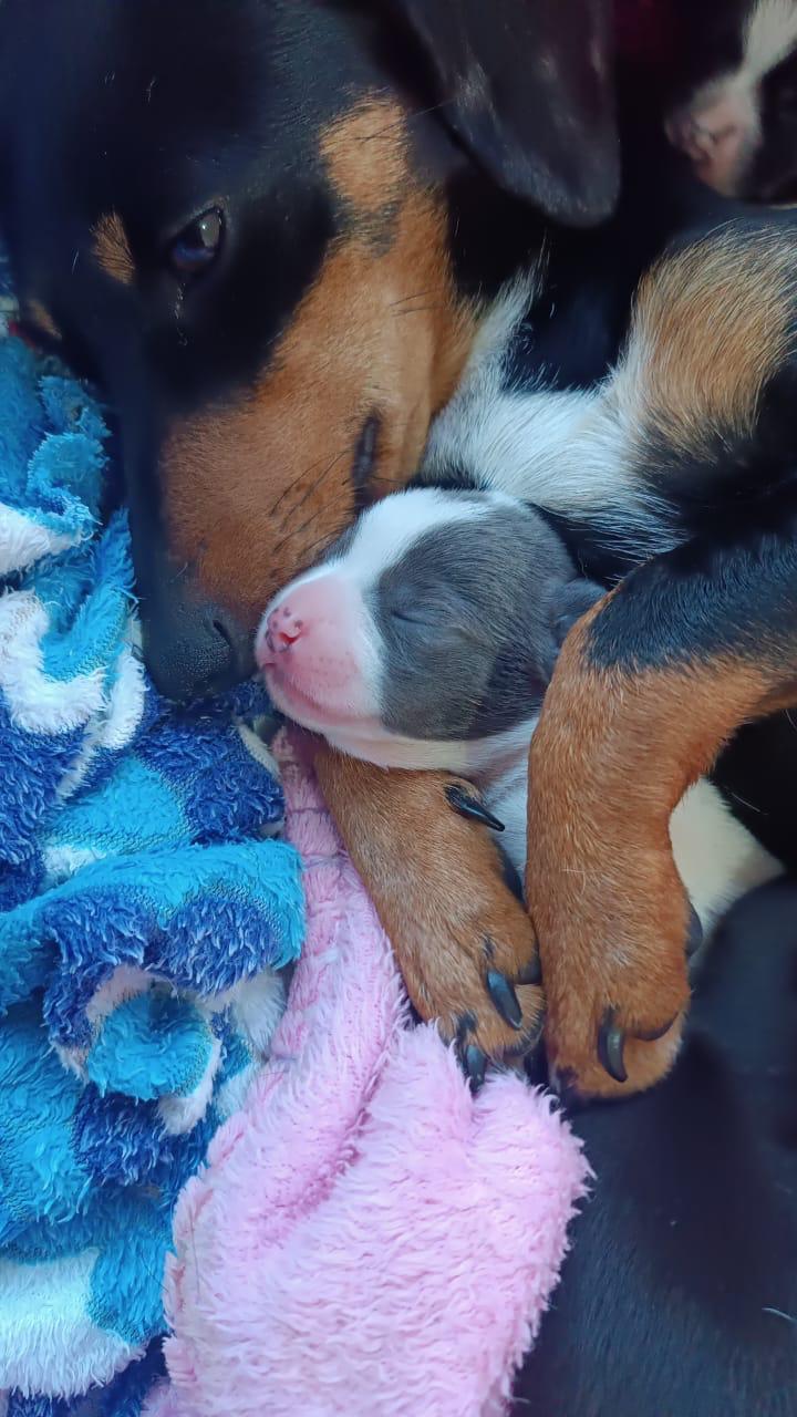 cão e cadela filhote e mãe descansando numa cama