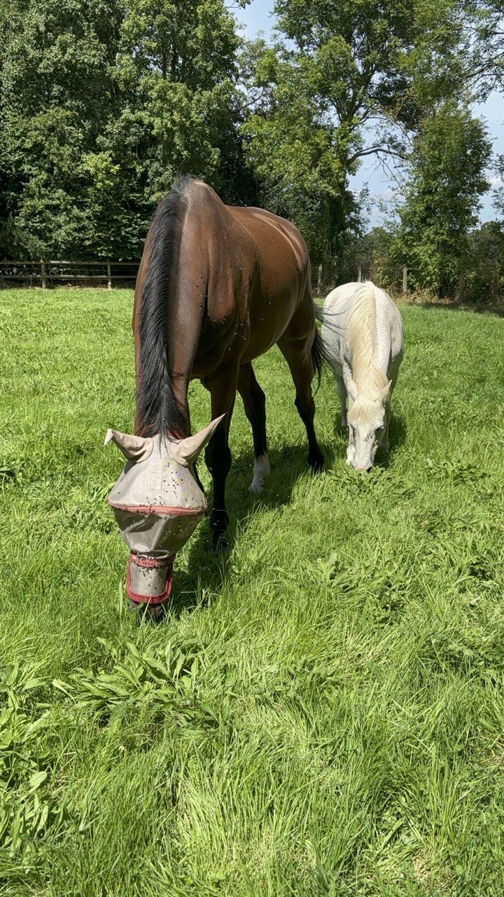 Cheval bai avec masque anti-mouches et cheval blanc broutant dans un pâturage.