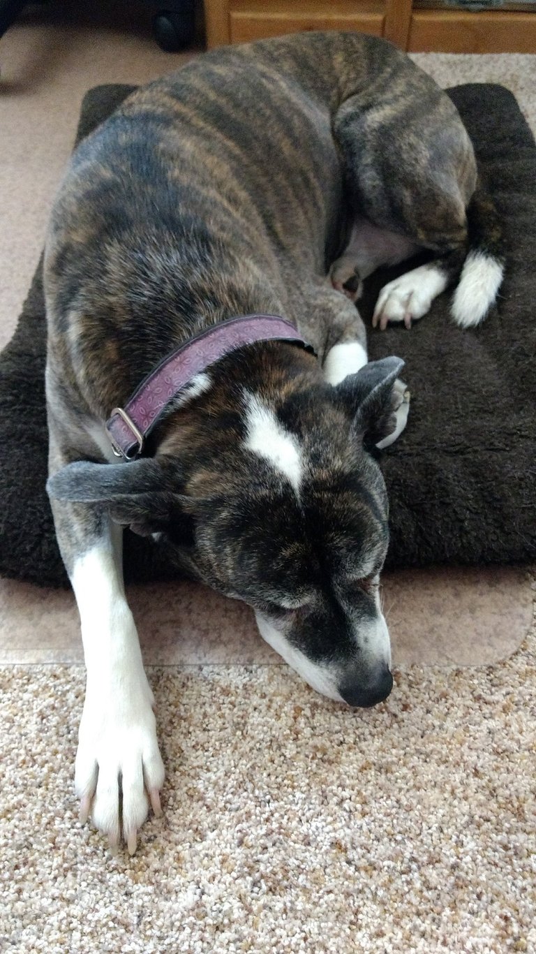 a brindle pit bull curled up and sleeping on a dog bed