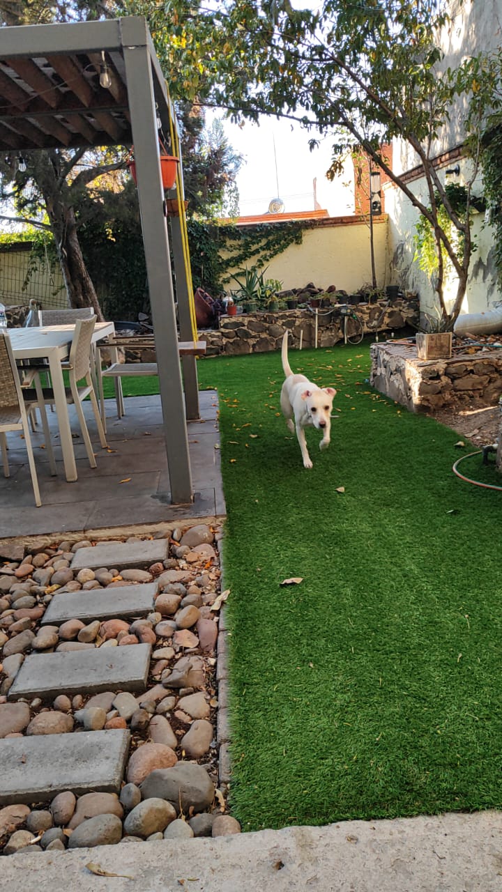 perro caminando en hospedaje