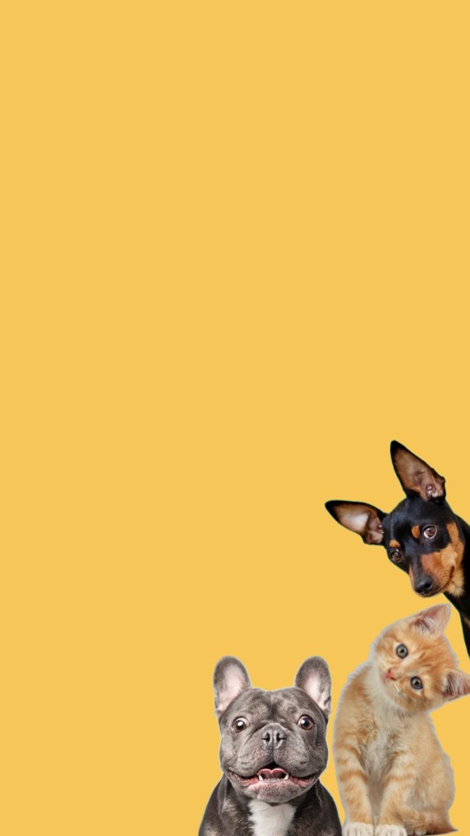 Un bulldog francés, un gatito pelirrojo y un pinscher asomándose desde abajo sobre un fondo amarillo