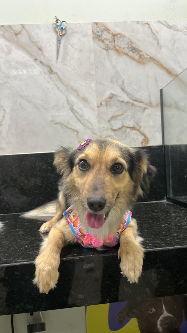 Serviços de banho para pets de todas as raças