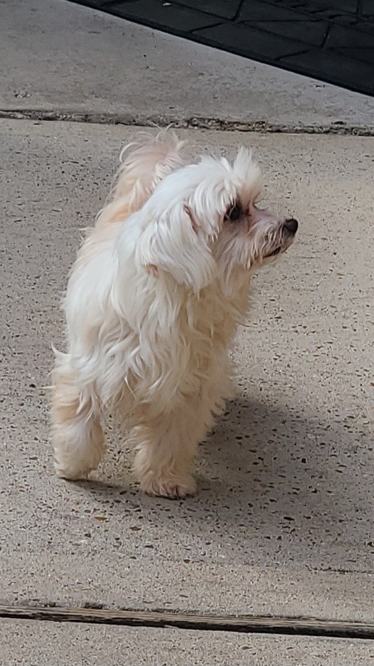 White Maltese dog walking down side walk in Texas