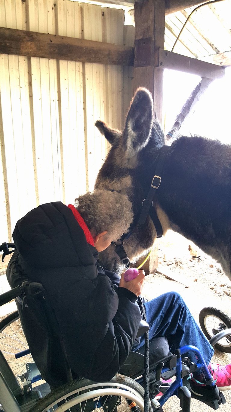 Personne âgée en fauteuil roulant à côté de son âne lors d'une séance d'équithérapie