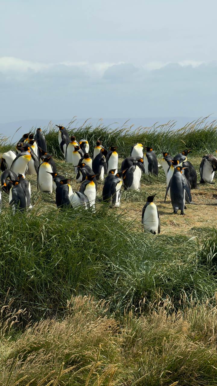 Экскурсия в заповедник Королевских пингвинов с русским гидом Роман Турвентур