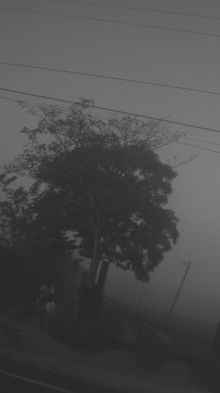 Árbol solitario en la niebla con silueta de hombre en cicla y cables en B&N.