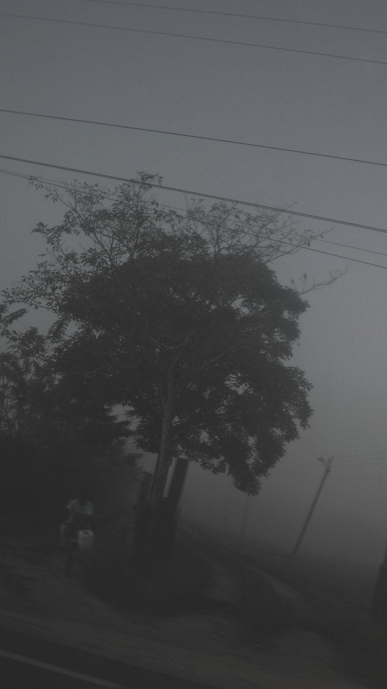 Imagen borrosa y brumosa de un árbol con líneas eléctricas en la parte superior.