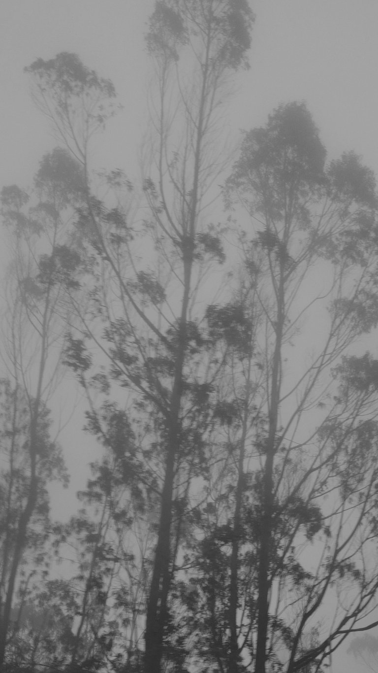 Árboles altos entre la niebla espesa en blanco y negro.