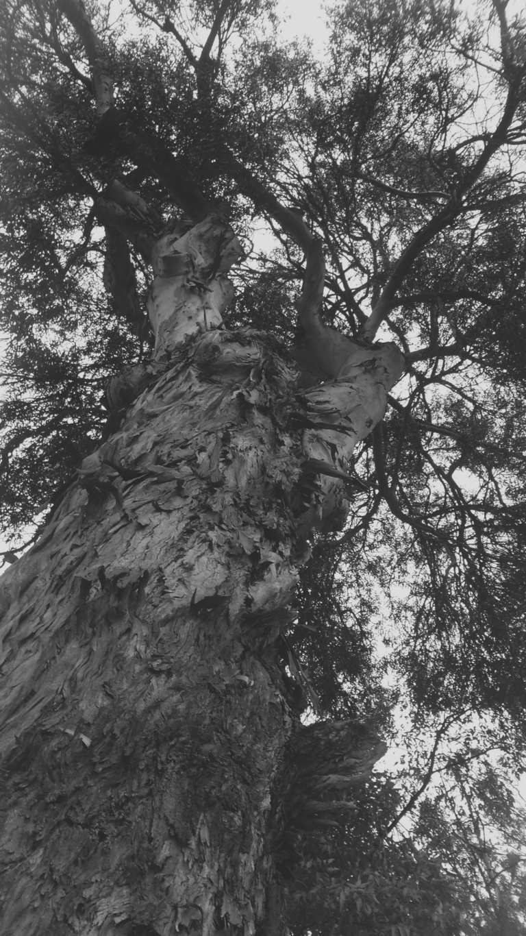 Vista de ángulo bajo en blanco y negro de la corteza de un árbol alto.