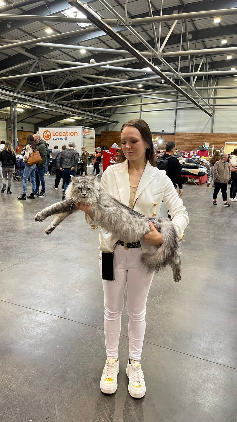exposition féline avec ma maine coon