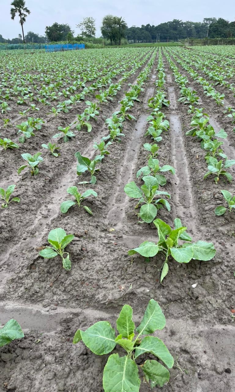 Premium NEXGEN F1 cauliflower seedlings growing uniformly on a rural farm in Odisha.