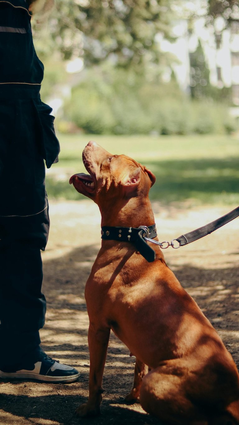 Un chien attentif, détendu et heureux.