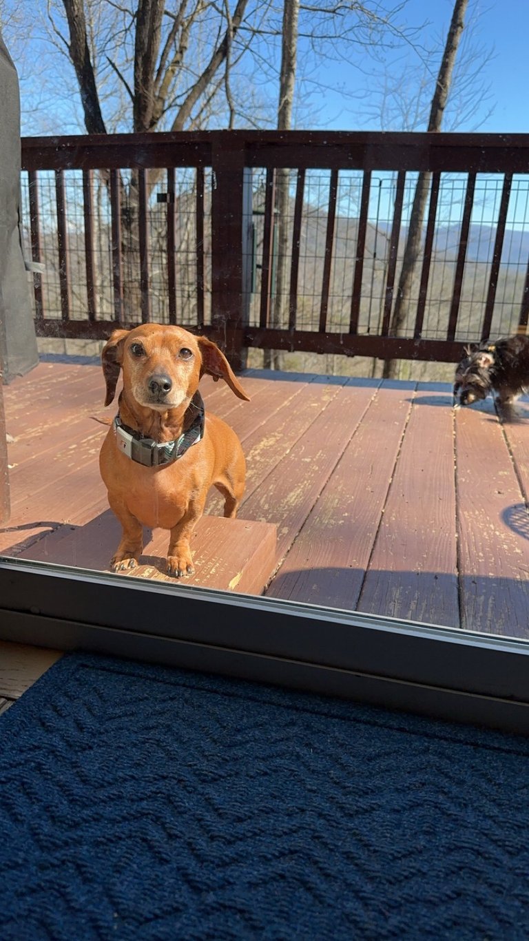 a dog is standing in front of a door