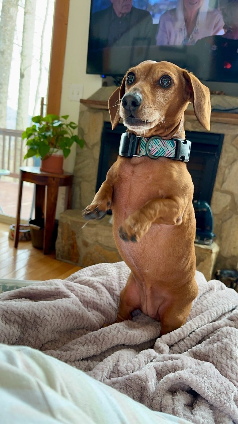 a dog is standing on its hind legs on a blanket