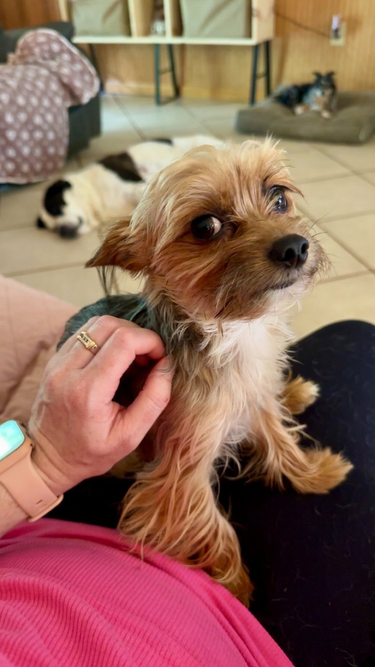 a tiny dog is being pet