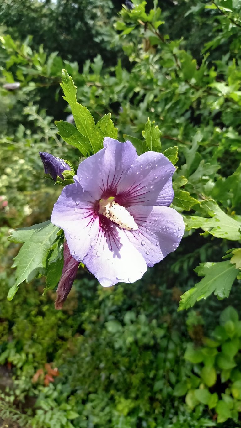 one pink Rose of Sharon flower on a tree